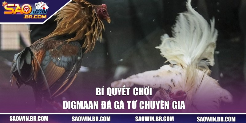 Bí quyết chơi Digmaan đá gà từ chuyên gia