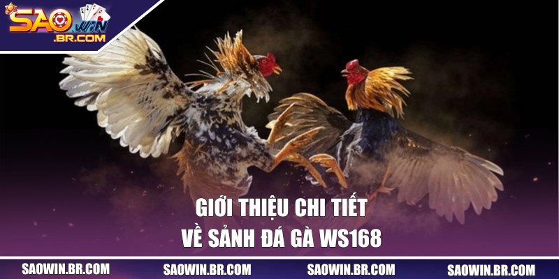 Giới thiệu chi tiết về sảnh đá gà WS168