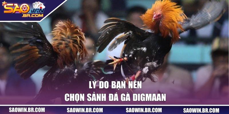 Lý do bạn nên chọn sảnh đá gà Digmaan