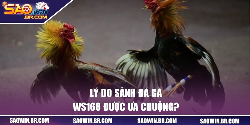 Lý do sảnh đá gà WS168 được ưa chuộng?