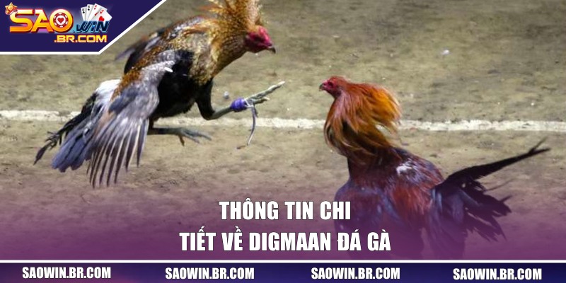 Thông tin chi tiết về Digmaan đá gà